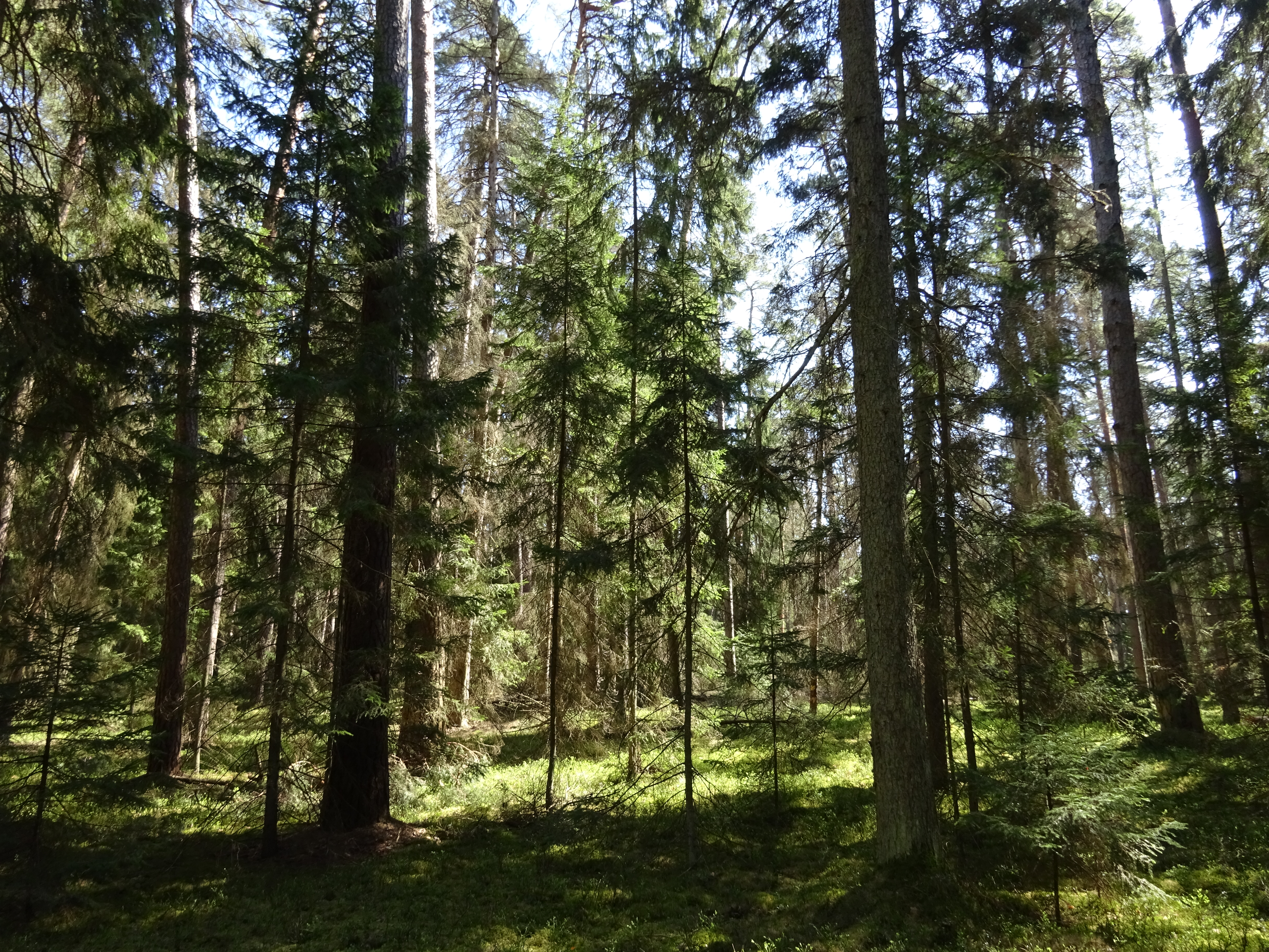 Rezerwat przyrody Czarnia – Puszcza Kurpiowska